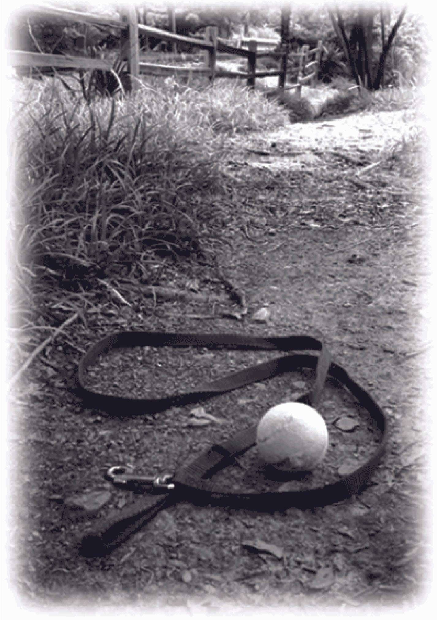 Sympathy Dog Card - Treasured Memories