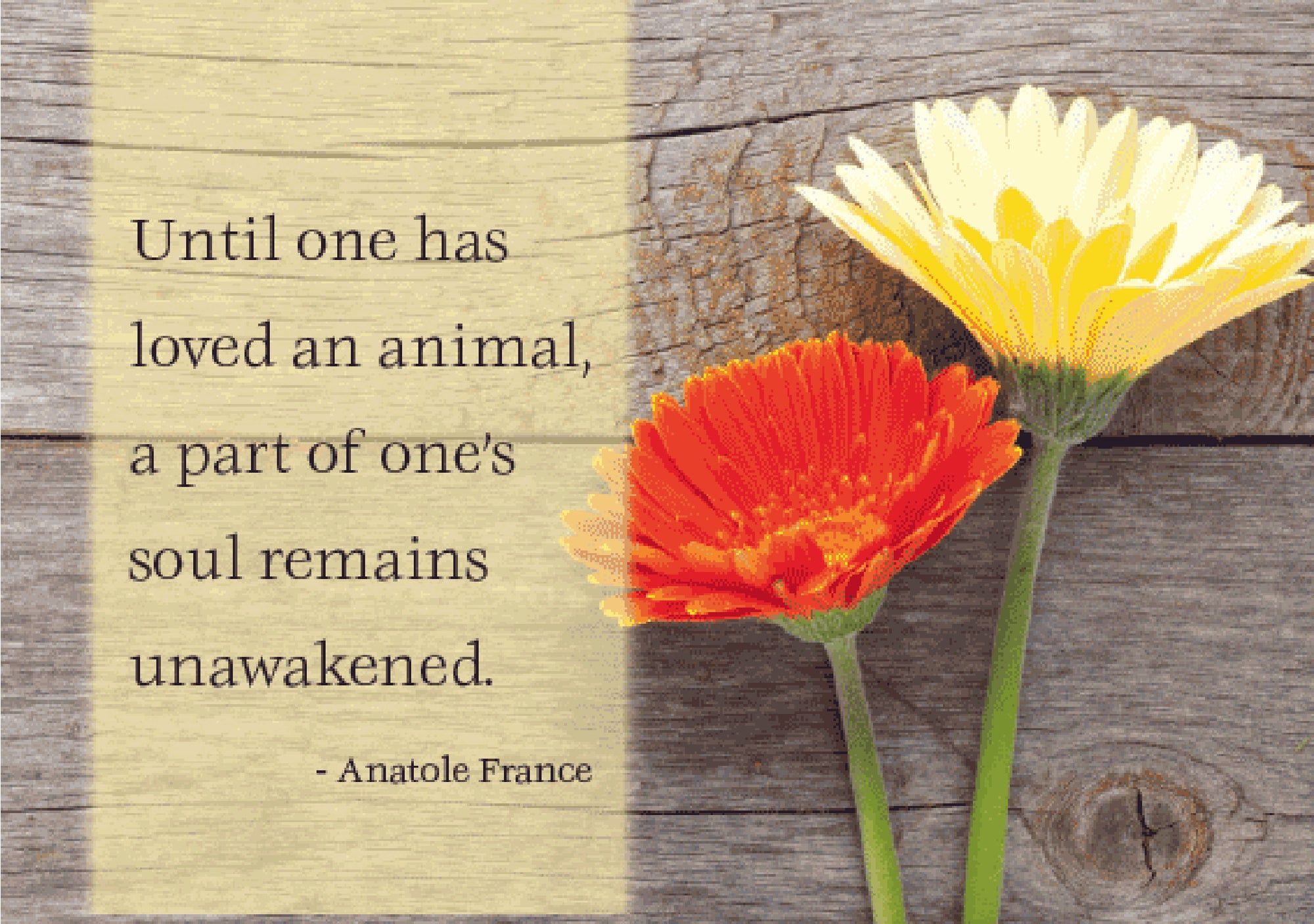 Pet Sympathy Card - Until One Has Loved An Animal