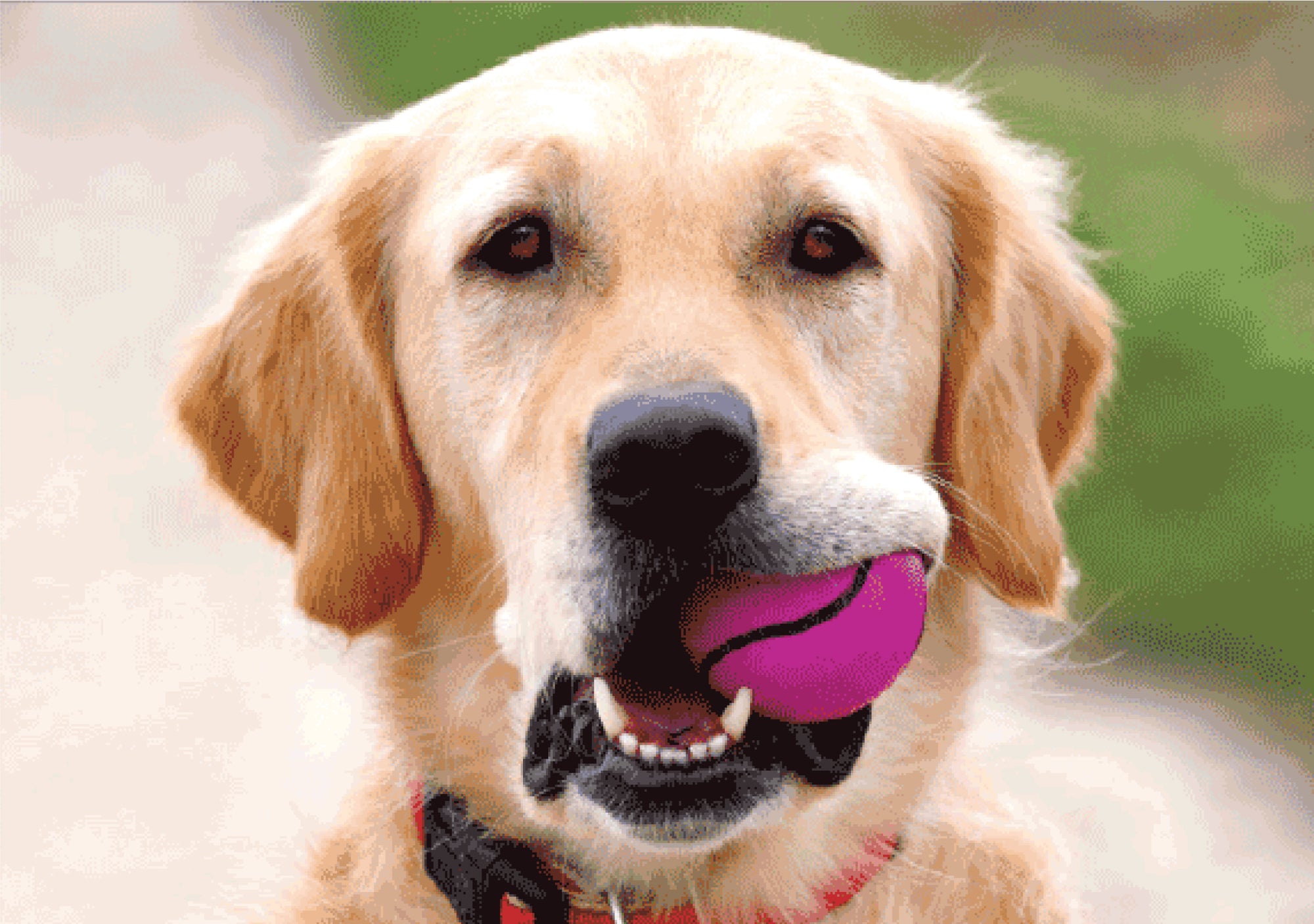 Birthday - Tennis Ball