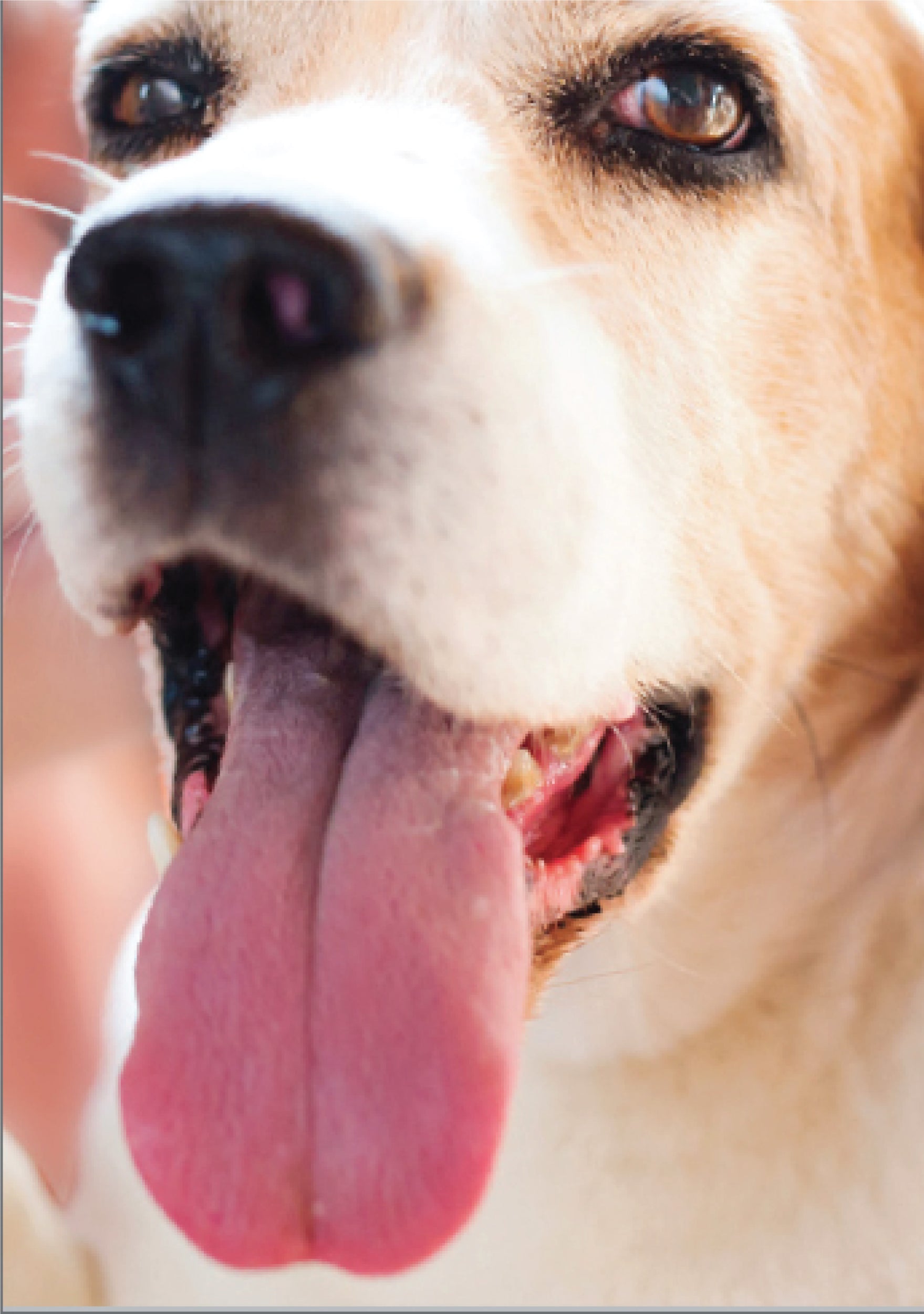 Birthday - Sloppy Kisses