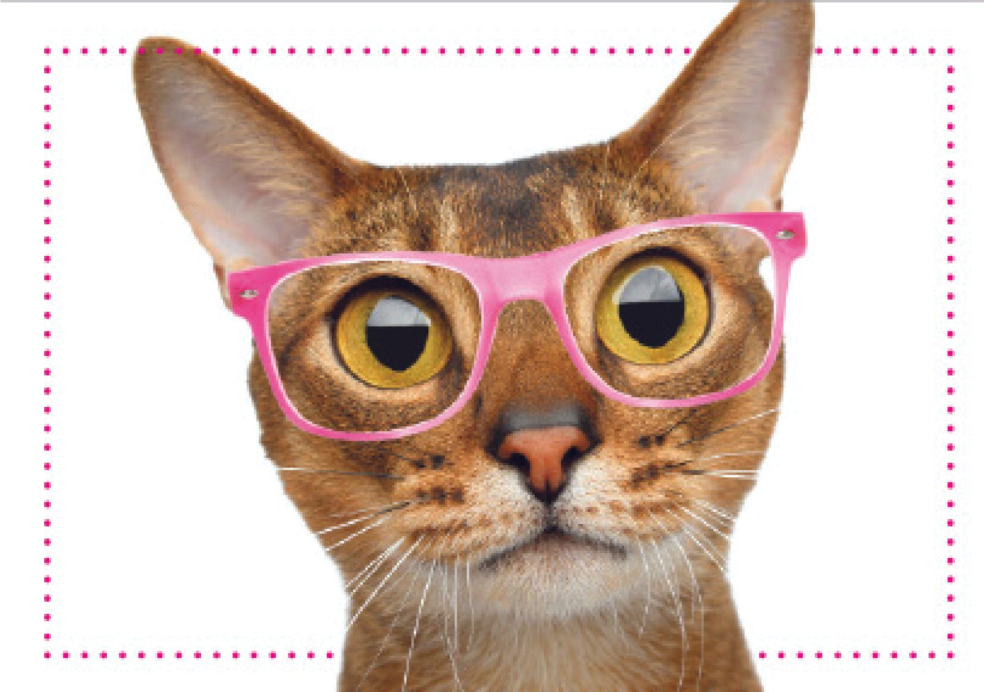 Birthday Cat Card -You Look  Meowvelous